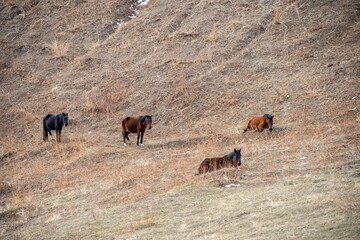 herd of horses