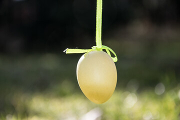 Wielkanocne jajko z zieloną kokardką  - obrazy, fototapety, plakaty