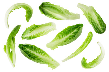 Juicy and crispy Romano lettuce leaves on a transparent background. isolated object
