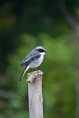 closeup the small grey white wagtail birds sitting and holding on drilled bamboo tree branch soft focus natural green brown background.