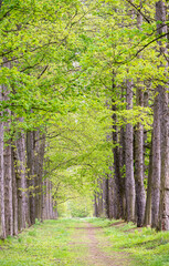 Avenue of trees with light green leaves in spring