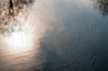 Cobweb  with dew drops - 576772755