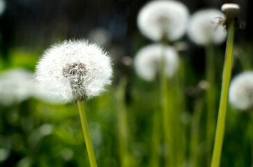 Dandelion on a green background of grass. Soft focus