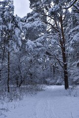 a path in a snowy forest, winter day
