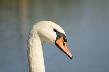 Closeup of white swan head side view with eye close-up