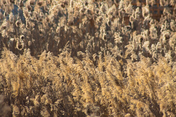 Closeup of golden common reed seeds with selective focus on foreground