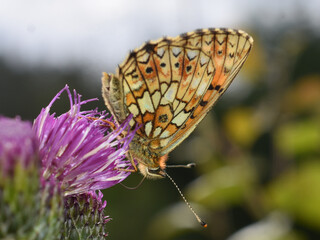 Orange and black fritillary butterfly Argynnis sitting on a thistle
