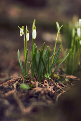 February-March snowdrops - a climatic shot. Perfect for a bouquet.
