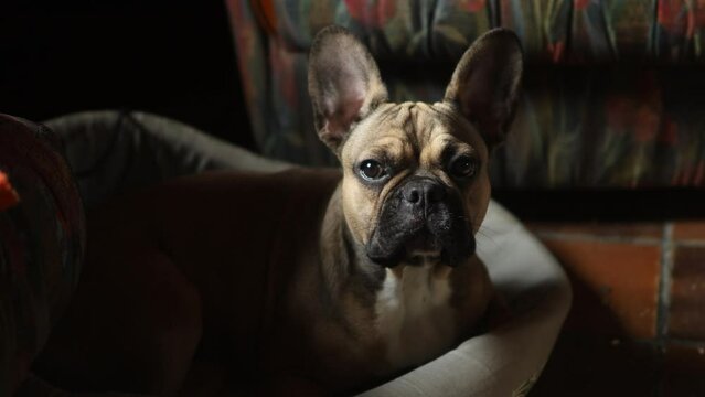 cute purebred white, brown french bulldog lying on bed