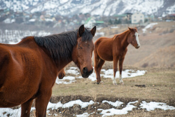 Obraz premium horses in the snow