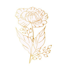 Luxurious peony flower, decorated composition. Hand drawing. For cards, backgrounds, prints, invitations and your design