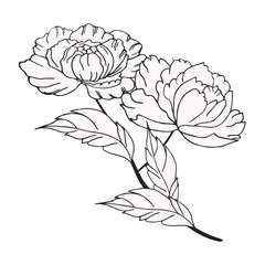 Luxurious peony flower, decorated composition. Hand drawing. For cards, backgrounds, prints, invitations and your design