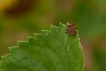 Lederwanze (Coreus marginatus)	