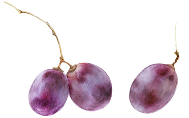 Modern watercolor botanical illustration. Pinot noir-grigio grape berries.