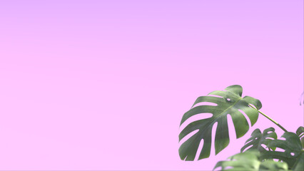 Monstera plants. 3d render. Pink background