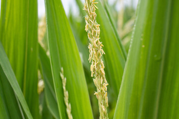 Corn tassels with anthers during pollination - obrazy, fototapety, plakaty