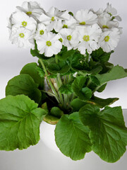 pierwiosnek kubkowaty, pierwiosnek pokojowy, prymulka pokojowa (Primula obconica)
