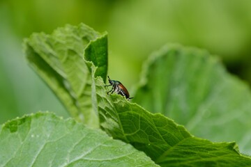 Close-up of Japanese beetle climbing on lettuce leaf