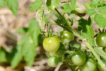 Unripe. green tomato growing on vine in garden