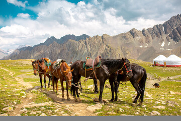 Fototapeta na wymiar Harnessed horses stand in the mountains, waiting for tourists for a horseback ride. Hiking horseback riding in nature.