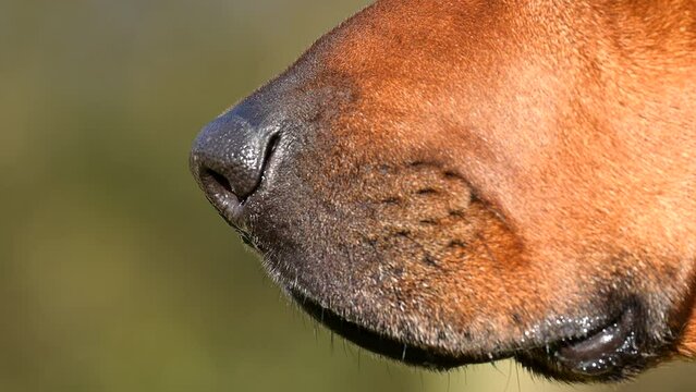 Close-up Rhodesian ridgeback dog sniffing