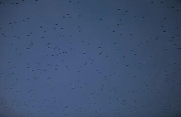 Flock of birds in dark blue sky, good photo for background