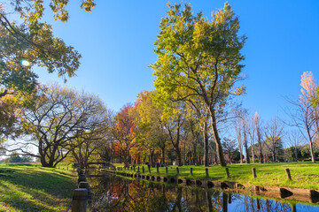 東京都葛飾区 秋の水元公園