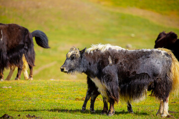 Fototapeta premium A herd of yaks graze in the mountains. Himalayan big yak in a beautiful landscape. Hairy cow cattle wild animal in nature in Tibet. Sunny summer day in the wild. Farm animal in Nepal and Tibet.