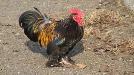 rooster in the yard