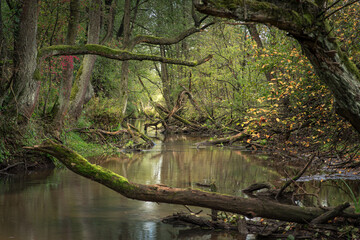 Nad dziką rzeką.