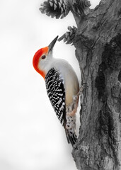 red woodpecker