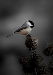 chickadee