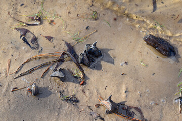 Water chestnut seeds on the river bank.
