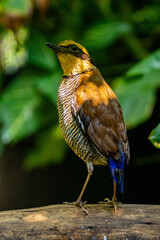 The Javan banded pitta (Hydrornis guajanus) is a species of bird in the family Pittidae. It is found in Java and Bali. It was formerly considered ...
