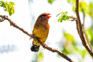 The red avadavat (Amandava amandava), red munia or strawberry finch