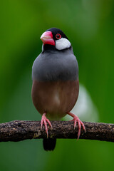 The Java sparrow (Padda oryzivora), also known as Java finch, Java rice sparrow or Java rice bird