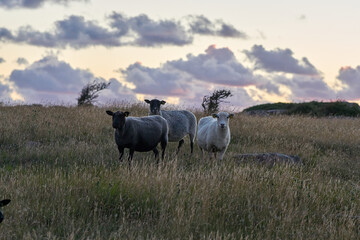 Sheep in the dunes at sunset, Northumberland, England