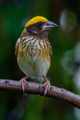The streaked weaver (Ploceus manyar) is a species of weaver bird