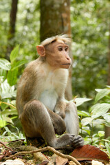 Long-tailed macaque, Macaca fascicularis, sitting on the ground
