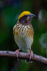 Naklejka premium The streaked weaver (Ploceus manyar) is a species of weaver bird