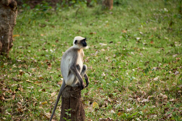 Dusky langurs or Hanuman langurs in the forest.