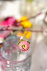 Ranunkel Blume, Frühlingsblumen, oster Dekoration 
