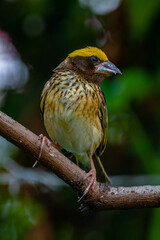 The streaked weaver (Ploceus manyar) is a species of weaver bird