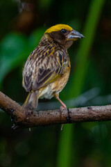 The streaked weaver (Ploceus manyar) is a species of weaver bird
