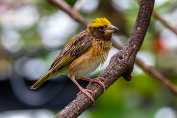 The streaked weaver (Ploceus manyar) is a species of weaver bird