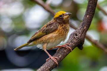 The streaked weaver (Ploceus manyar) is a species of weaver bird
