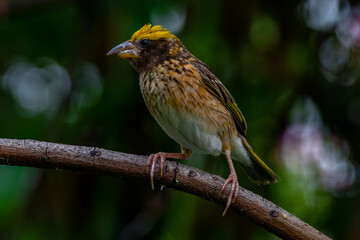 Obraz premium The streaked weaver (Ploceus manyar) is a species of weaver bird