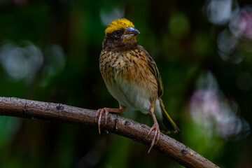 The streaked weaver (Ploceus manyar) is a species of weaver bird