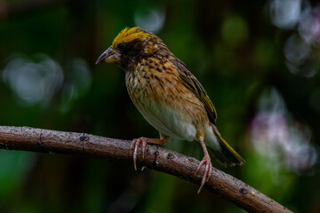 The streaked weaver (Ploceus manyar) is a species of weaver bird