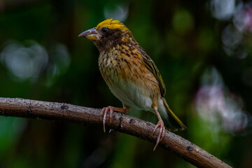 The streaked weaver (Ploceus manyar) is a species of weaver bird